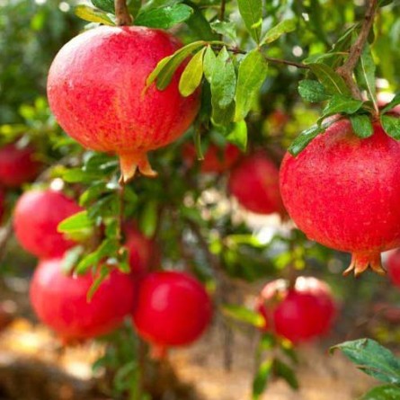 Pomegranate Plant